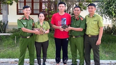 Quang Ngai: Menerima dua ekor penyu yang jarang ditemui daripada penduduk tempatan.