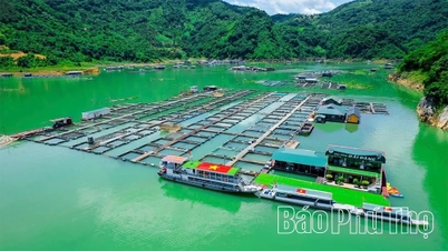 Khai thác hiệu quả tiềm năng nuôi cá lồng trên lòng hồ Hòa Bình