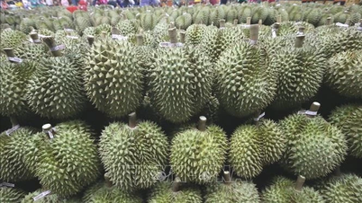 タイは、未熟で品質の低いドリアンが市場に出回るのを取り締まっている。