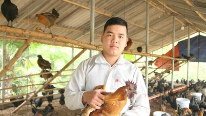 “Vua gà đen” Tùng Bá