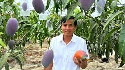 Coltivare i manghi giapponesi sul "terreno d'acciaio" di Cu Chi: un viaggio pluriennale per far attecchire l'"uovo del sole" a Ho Chi Minh City.