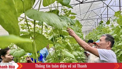 কৃষির ডিজিটালাইজেশন – থান হোয়া প্রদেশে কৃষি পণ্যের মূল্য বৃদ্ধির একটি ‘চালিকাশক্তি’।