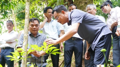 El secretario del Partido de Da Nang, Le Ngoc Quang, examina la zona de cultivo de ginseng de Ngoc Linh.