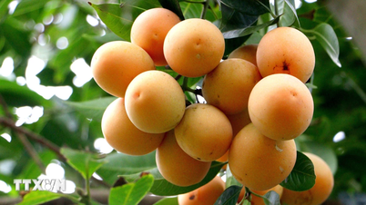 Une gestion rigoureuse des codes des zones de plantation est cruciale pour les exportations agricoles.