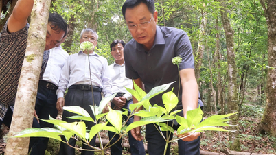Próximamente se pondrá en marcha un importante proyecto para cultivar el ginseng Ngoc Linh y construir una fábrica para procesar los productos derivados del ginseng.