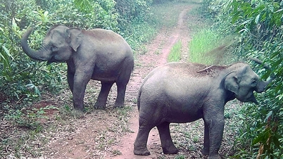 Susun rencana konservasi untuk gajah dan satwa liar langka.