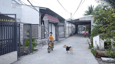 Nỗi lo từ chó thả rông