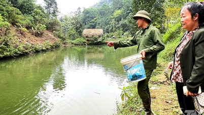 Trao sinh kế từ mô hình nuôi cá cộng đồng