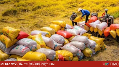 Xuất khẩu 70.000 tấn gạo Việt xanh phát thải thấp