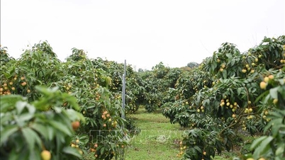 Bac Ninh organiseert een reeks activiteiten om de consumptie van lychees te bevorderen.