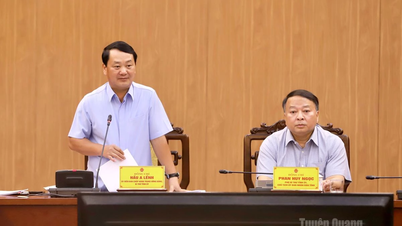 Een voorgesteld project van 300 miljoen dollar voor de teelt van vee en thee in Tuyen Quang wordt in overweging genomen.