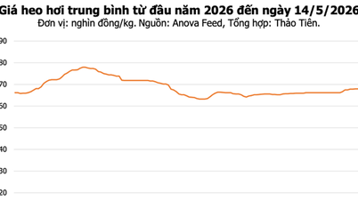Varkensvleesprijzen vandaag, 14 mei: De markt blijft stabiel, met de hoogste prijs op 71.000 VND/kg.