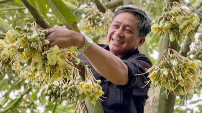 Gia Lai durian کا درجہ بلند کرنا۔