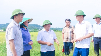 Le vice-président du Comité populaire provincial, Nguyen Van De, inspecte l'avancement de la récolte de riz de printemps 2026 dans différentes localités.