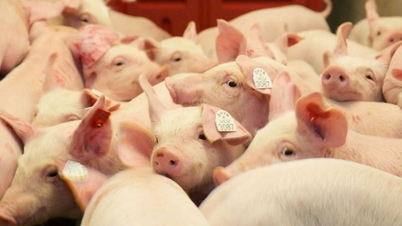 Preços da carne suína em 15 de maio: O mercado continua estável.
