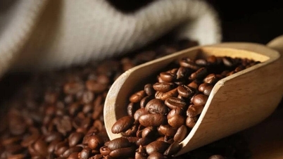 Aujourd'hui, 15 mai 2026, le prix du café a diminué de 1200 VND/kg dans les Hauts Plateaux du Centre.
