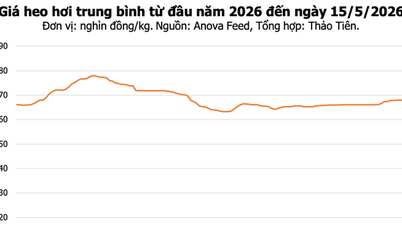 Svinekjøttprisene holdt seg stabile på 66 000–71 000 VND/kg den 15. mai.