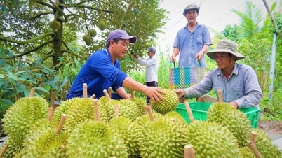 Dong Thap: Găsirea de soluții pentru comercializarea produselor din durian.