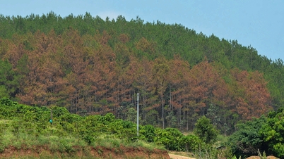 Beratus-ratus pokok pain di kawasan berhampiran Da Lat telah diracun.