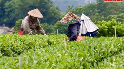 Le tourisme communautaire ouvre de nouvelles perspectives pour la région productrice de thé de Thai Nguyen.