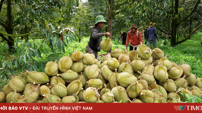 Von der "Vergabe von Identifikationsnummern" bis hin zur Aufrechterhaltung des guten Rufs vietnamesischer Agrarprodukte.