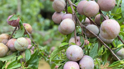 Bac Ha akan menyelenggarakan kegiatan promosi untuk buah plum Tam Hoa pada Festival Musim Panas 2026.