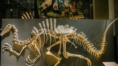 La especie de dinosaurio más grande jamás descubierta fue hallada en Tailandia y el sudeste asiático.