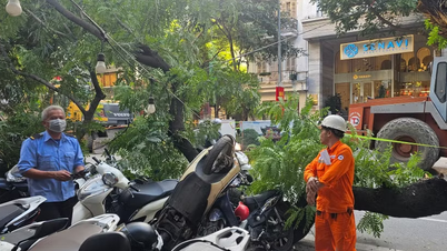 A large tree on a Hanoi street unexpectedly broke a branch, falling on a number of motorbikes.