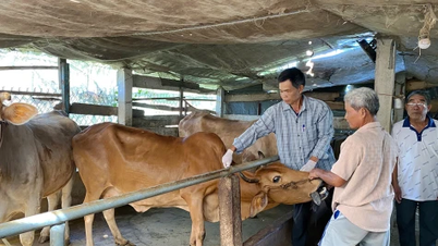 빈후(Vinh Huu) 지역에서 5,600마리가 넘는 소를 대상으로 구제역 예방접종이 진행되고 있습니다.