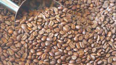 Május 16-án a belföldi kávéárak egyidejűleg meredeken, 1200 VND/kg-mal csökkentek.