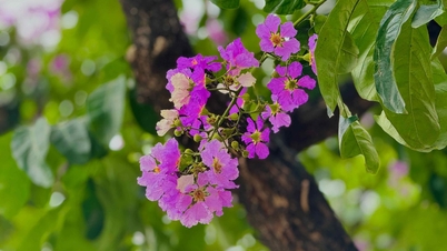 Les lagerstroemias fleurissent, colorant les rues d'Hanoï d'un violet éclatant.
