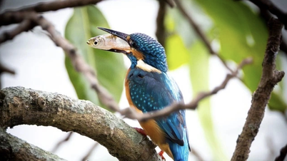 Warum versammeln sich so viele Wildvogelarten am Ho-Guom-See?