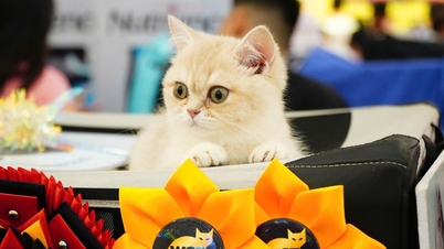 Un gato único, considerado "el gato más feo del mundo" y valorado en 400 millones de VND, participa en un concurso de belleza felina.