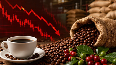 Ceny kávy dnes, 17. května: Robusta a Arabica nadále prudce klesají.