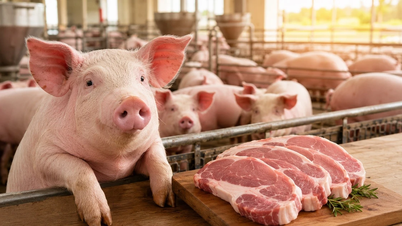 Harga daging babi hari ini, 17 Mei: Hanoi dan Bac Ninh mempertahankan level tinggi.