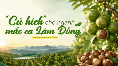 Een impuls voor de macadamia-industrie in Lam Dong.