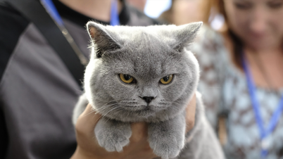 Bos kucing asli dari pelbagai negara datang ke Hanoi untuk bertanding dalam 'pertandingan kecantikan'.