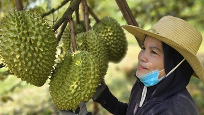 Die Durian-Exporte in die USA, nach Südkorea und in andere Länder haben stark zugenommen, doch es bestehen weiterhin viele Bedenken.