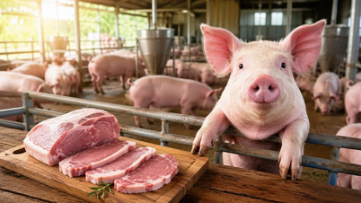 Harga daging babi hari ini, 18 Mei: Pasokan belum melimpah, harga tetap stabil.