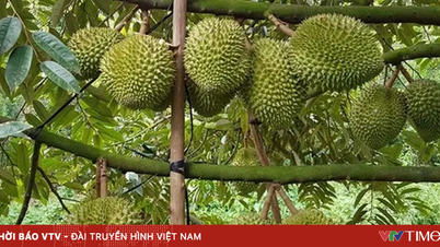 Nilai durian meningkat, meluaskan pasarannya.