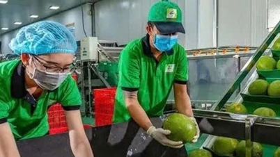 O Vietnã assina protocolo para exportação oficial de pomelo e limão para a China.