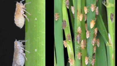 Prevenir y controlar de forma proactiva las plagas y enfermedades que afectan a los cultivos de arroz de primavera.