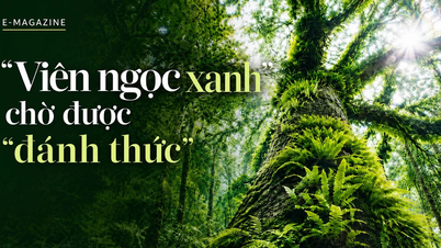 A "joia verde" aguarda seu "despertar".