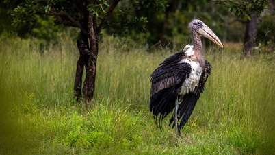 Le Cambodge se classe de manière inattendue numéro 1 mondiale pour son environnement naturel en 2026.