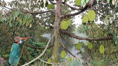 Transición del cultivo de durián hacia métodos orgánicos.