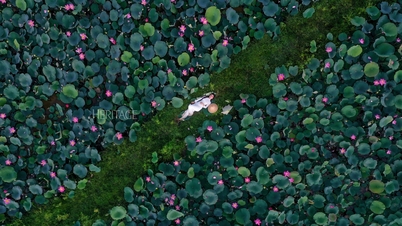 As flores de lótus de Hue, a antiga capital, estão em sua época mais bela do ano.