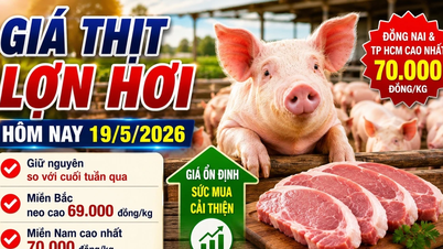 Harga daging babi hari ini, 19 Mei: Harga tetap tinggi di wilayah Utara.