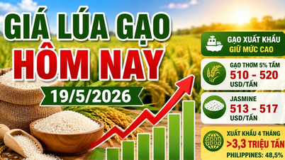 Rijstprijzen vandaag, 19 mei: Vietnamese rijst handhaaft hoge prijzen op de exportmarkt.