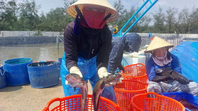 Cultivo de peces cabeza de serpiente de alta tecnología