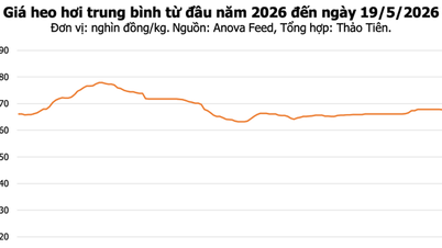 Ceny wieprzowiny dzisiaj, 19 maja: Nieznaczny spadek na południu, cena maksymalna osiąga 70 000 VND/kg.